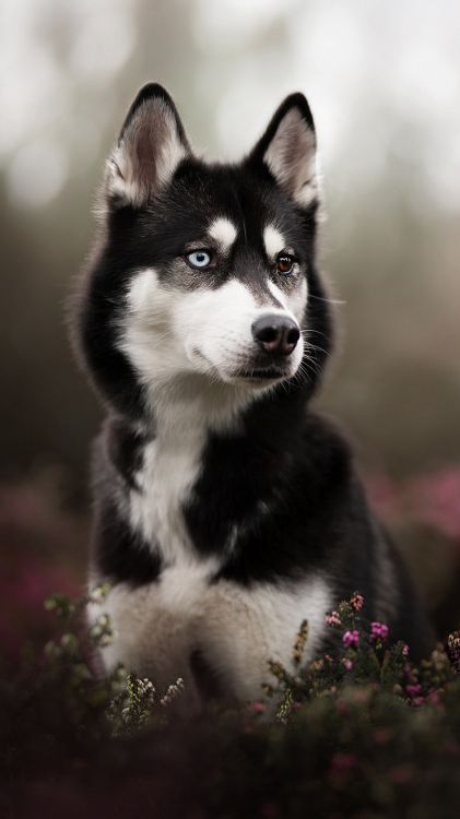 Schwarzer Husky-Erwachsener, Siberian Husky, Sakhalin Husky, Alaskan Malamute, Australian Shepherd. Wallpaper in 1079x1920 Resolution