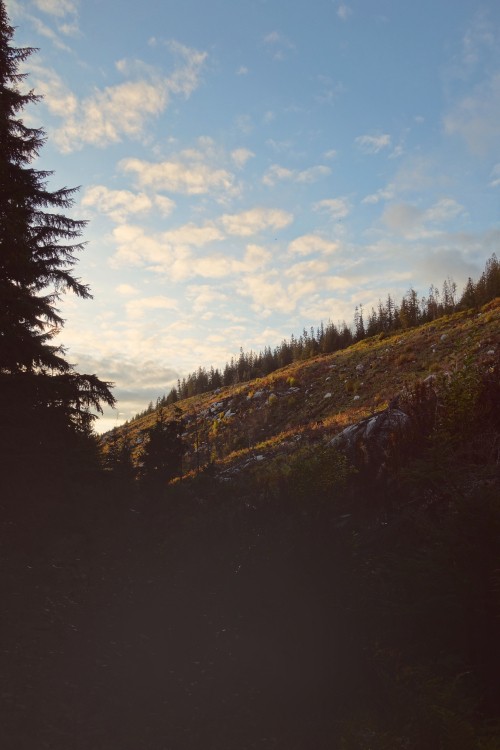 Image cloud, tree, wilderness, natural environment, natural landscape