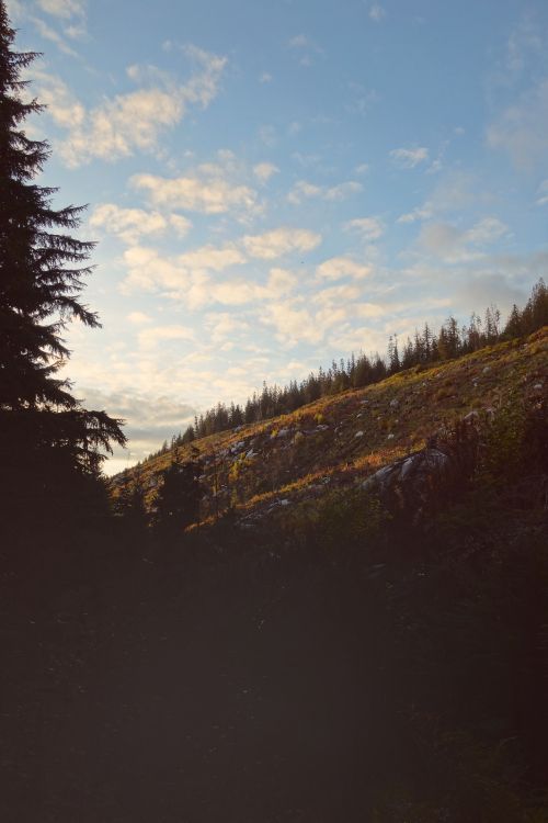 cloud, tree, wilderness, natural environment, natural landscape