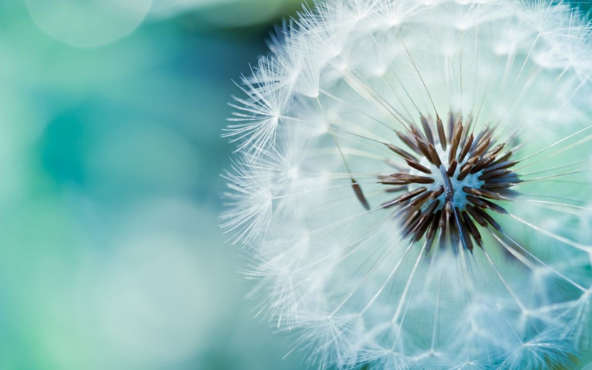 White Dandelion in Close up Photography. Wallpaper in 3840x2400 Resolution