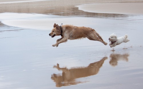 Image brown short coated dog on water during daytime