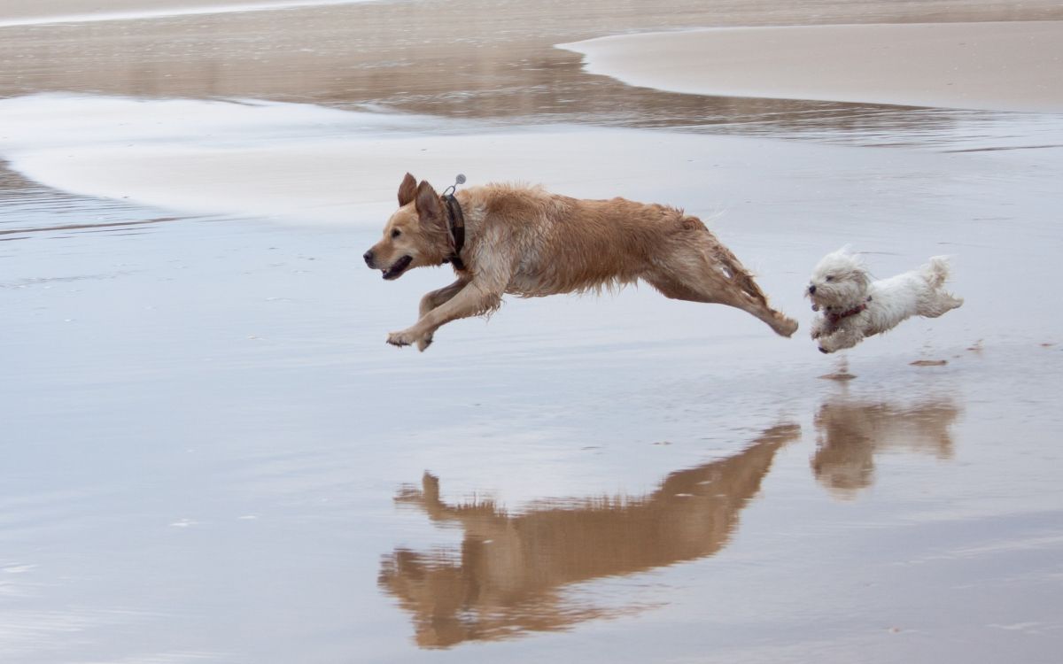 brown short coated dog on water during daytime