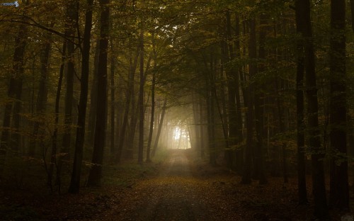 Image pathway between trees during daytime