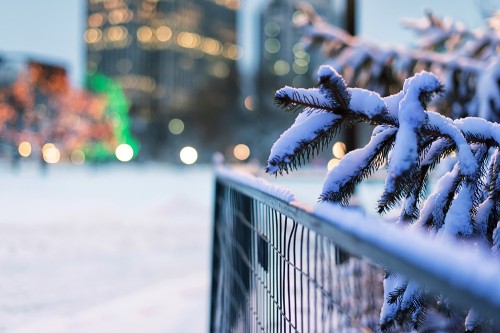 Image snow covered tree branch in tilt shift lens