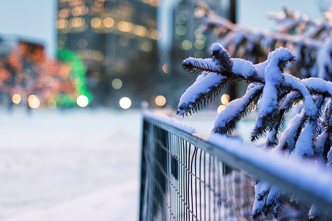 snow covered tree branch in tilt shift lens