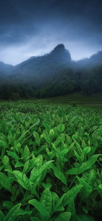 植被, 绿色的, 自然景观, 陆地上的植物, 农业 壁纸 885x1917 允许