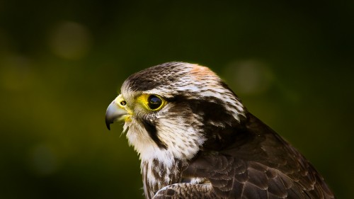 Image brown and white bird in close up photography