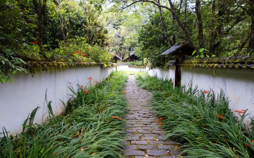 Image green plants on gray concrete pathway