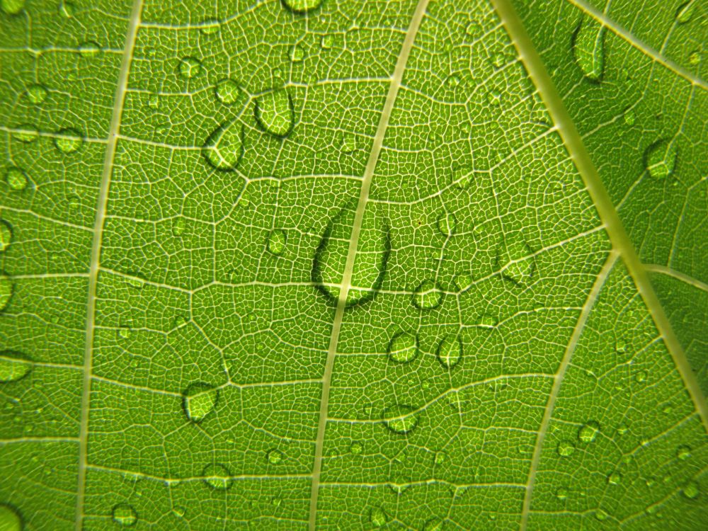 绿色的, 植物病理学, 工厂, 植被, 壁画 壁纸 4000x3000 允许