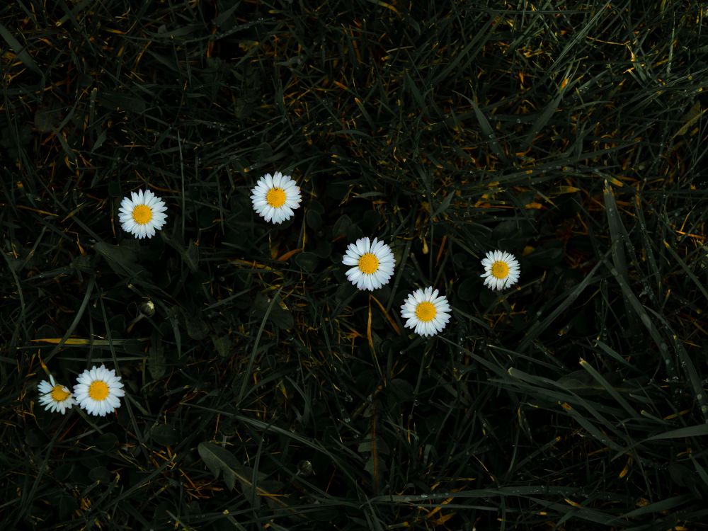 Tagsüber Blühen Weiße Gänseblümchen. Wallpaper in 5184x3888 Resolution