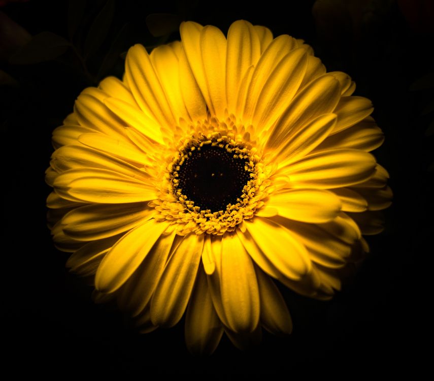 Tournesol Jaune Sur Fond Noir. Wallpaper in 3699x3243 Resolution