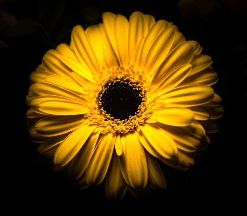 yellow sunflower in black background