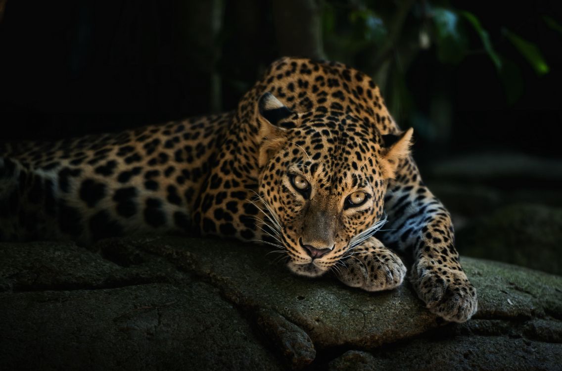 Leopardo Sobre Roca Negra Durante el Día. Wallpaper in 4000x2640 Resolution