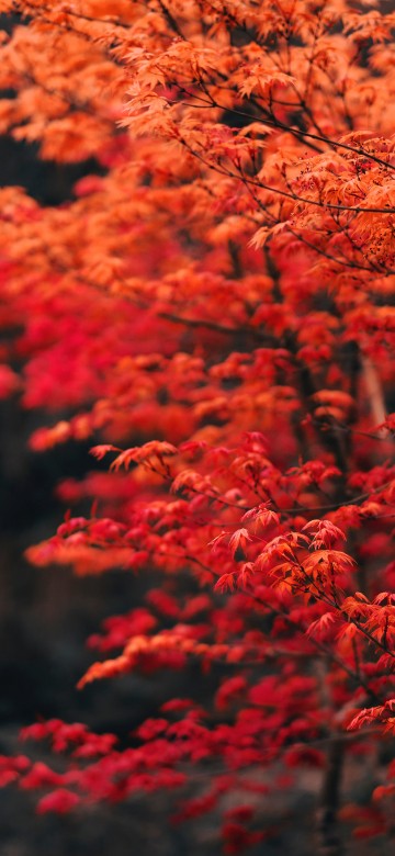 Image tree, branch, leaf, red, nature