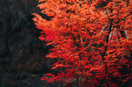 Image tree, branch, leaf, red, nature