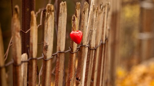 Image wood, twig, plant stem, branch, youtube