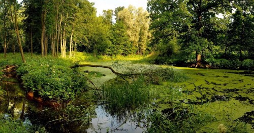 Image green grass and trees beside river during daytime