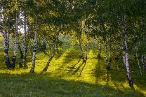 Image green grass field with trees