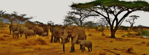 Image gray elephant walking on brown field during daytime