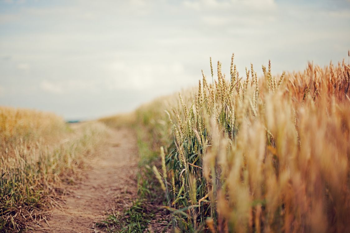 Champ D'herbe Brune Sous Ciel Blanc Pendant la Journée. Wallpaper in 2048x1365 Resolution