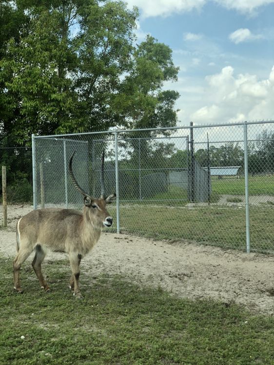 wildlife, white tailed deer, antelope, deer, wire fencing