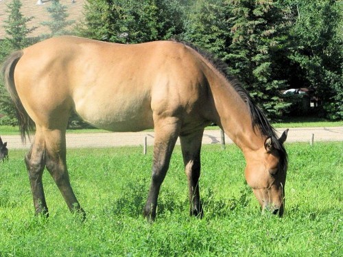 Image brown horse on green grass field during daytime