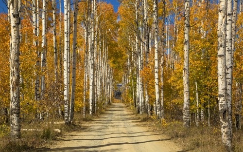 Image brown pathway between green trees under blue sky during daytime