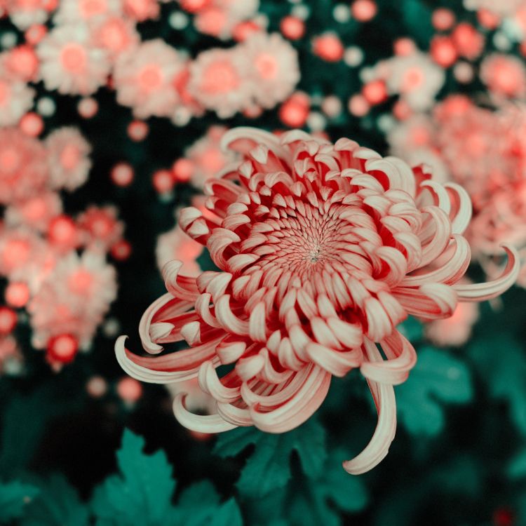 Rosa Und Weiße Blume in Tilt-Shift-Linse. Wallpaper in 4793x4792 Resolution