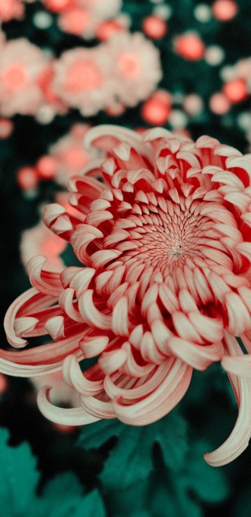 Image pink and white flower in tilt shift lens