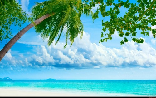 Image coconut tree near sea under white clouds and blue sky during daytime