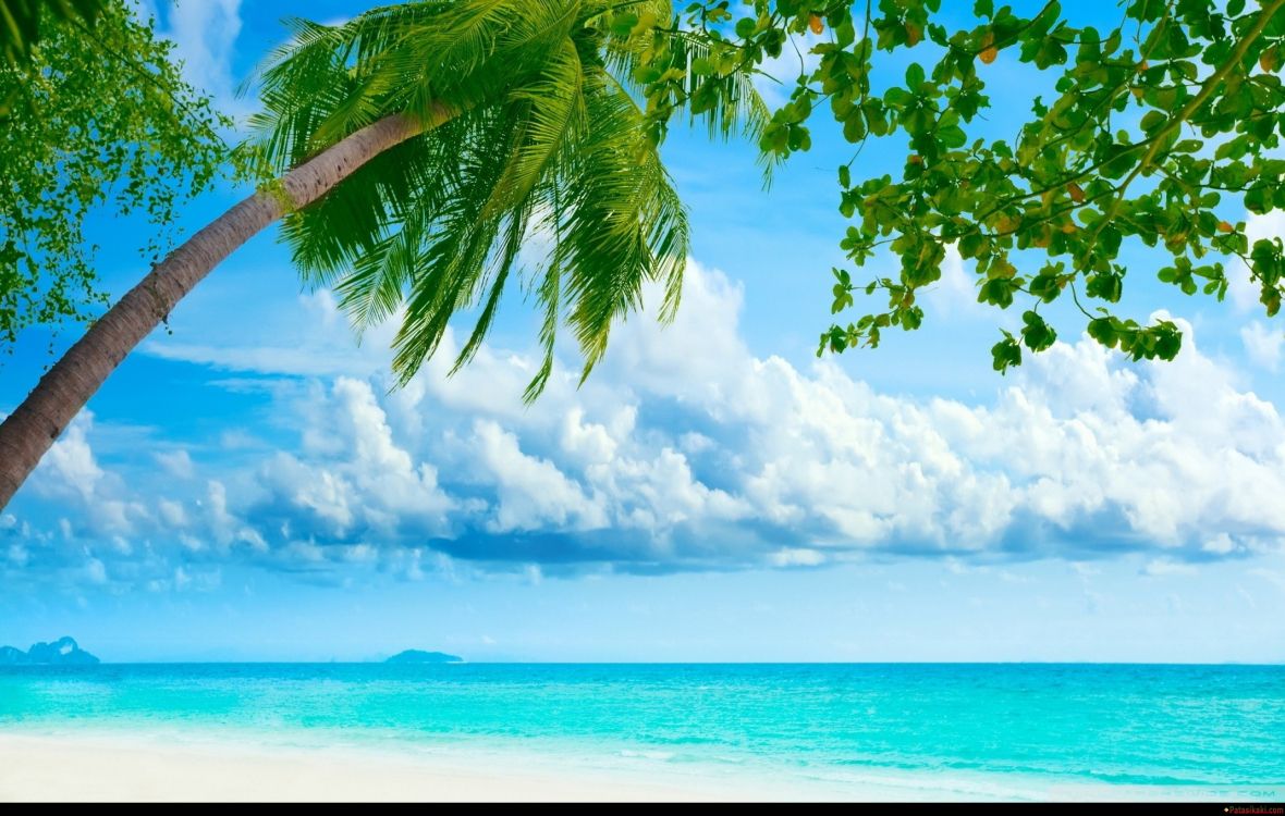 coconut tree near sea under white clouds and blue sky during daytime