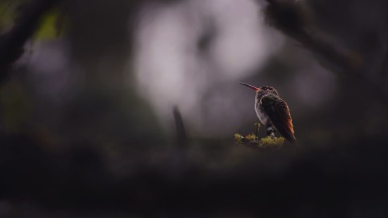 Image brown bird on yellow flower
