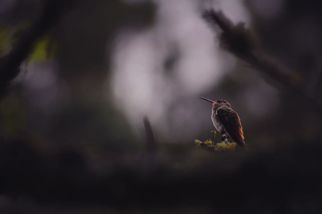 啄木鸟, 性质, Coraciiformes, 电视, 鸟 壁纸 4288x2848 允许