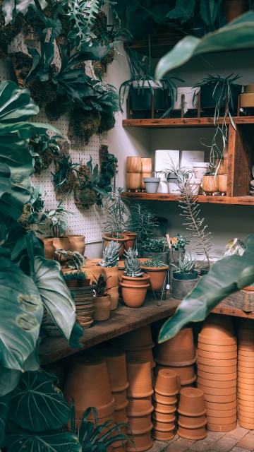 Image green plant on brown clay pot