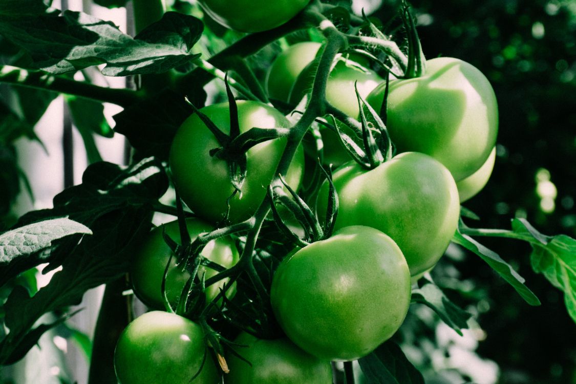 Pomme Verte Sur Bâton Brun. Wallpaper in 6000x4000 Resolution