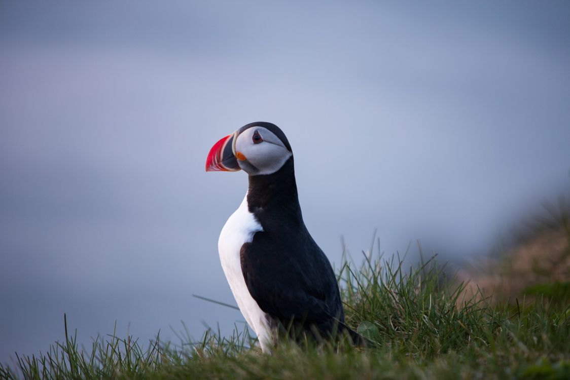 black and white bird on green grass during daytime