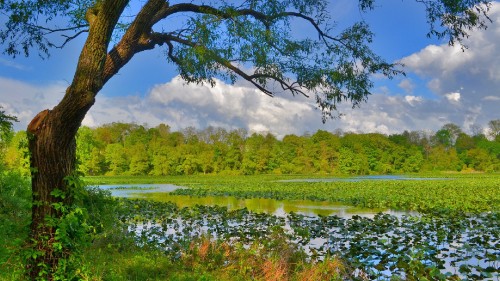 Image green trees beside river during daytime