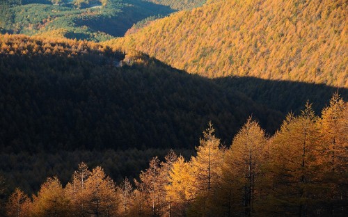 Image green trees on mountain during daytime