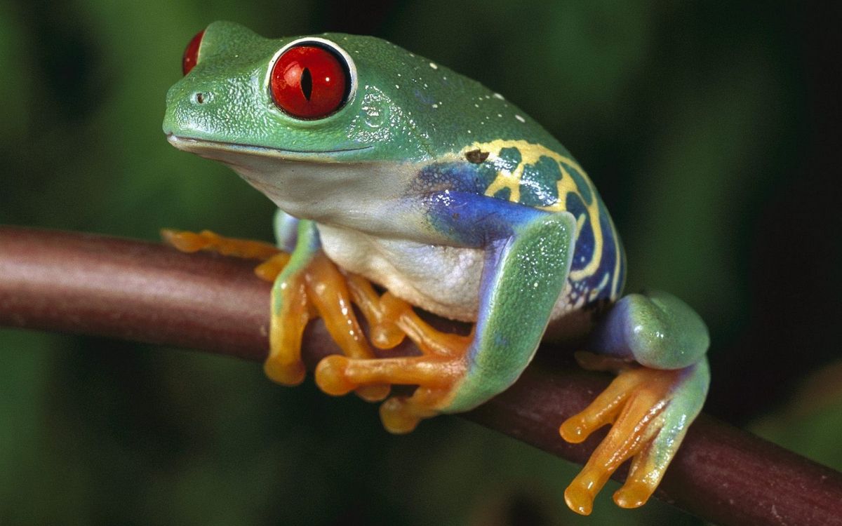 green blue and yellow frog figurine