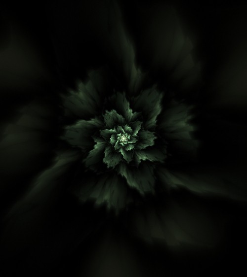 Image grayscale photo of flower in dark room