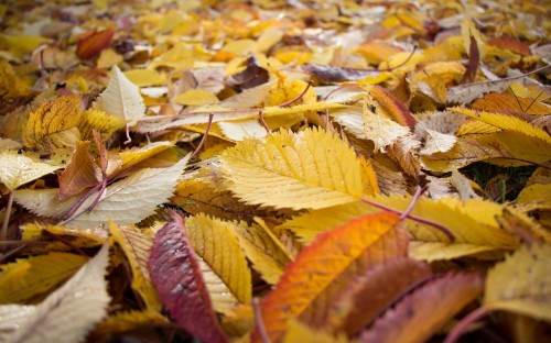 Image brown and yellow leaves on ground