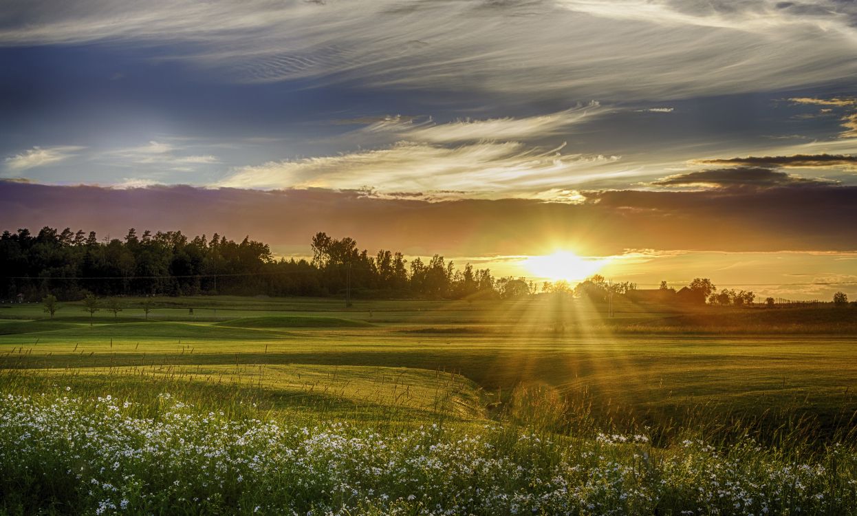 green grass field during sunset