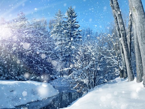 Wallpaper Snow Covered Trees During Daytime, Background - Download Free ...