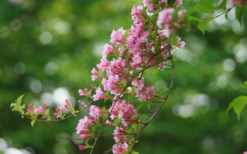 Image pink and white flower in tilt shift lens