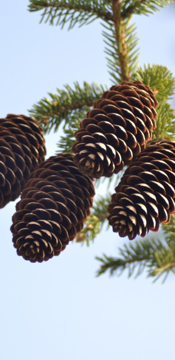 Image brown pine cones in close up photography