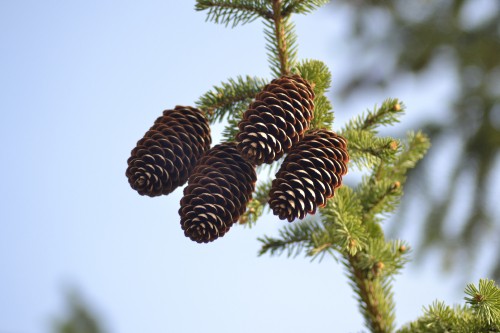 Image brown pine cones in close up photography