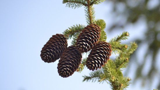 Image brown pine cones in close up photography