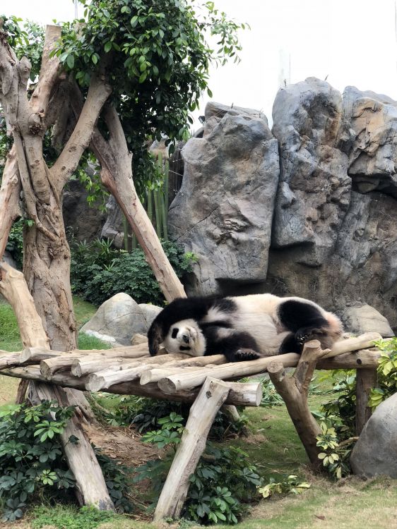 pandas, giant panda, terrestrial animal, biology, science