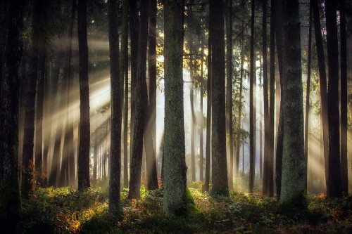 Image green trees on forest during daytime