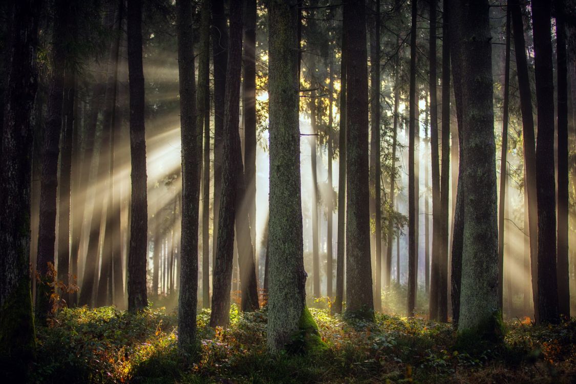 green trees on forest during daytime